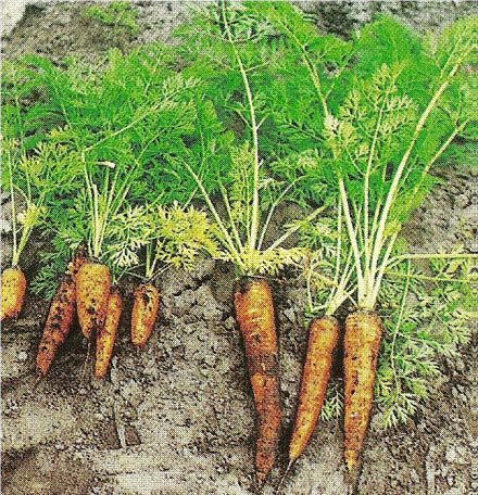 Sydney vegetable grower success using VolcaMin Zeolite